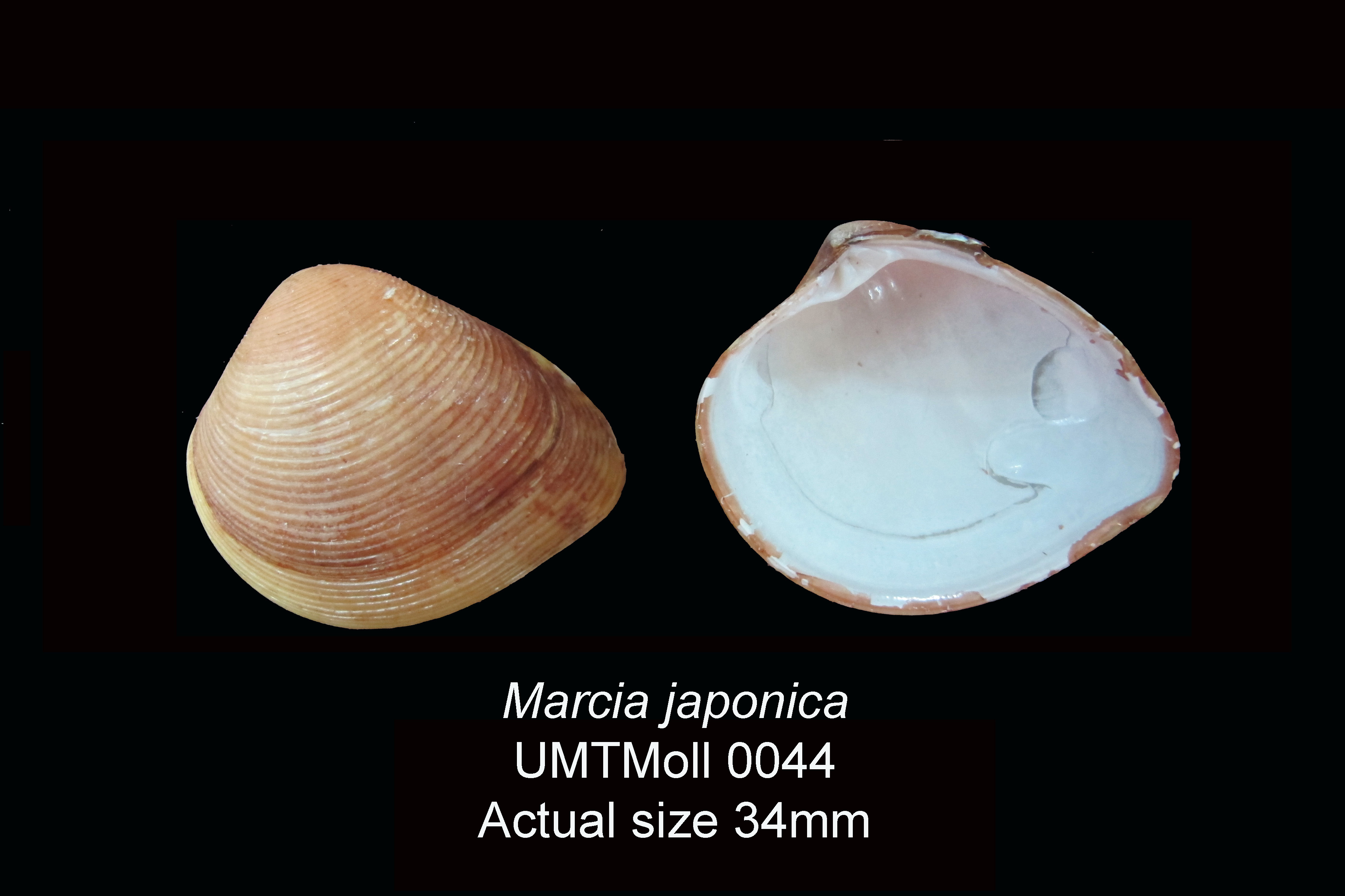 Specimen image